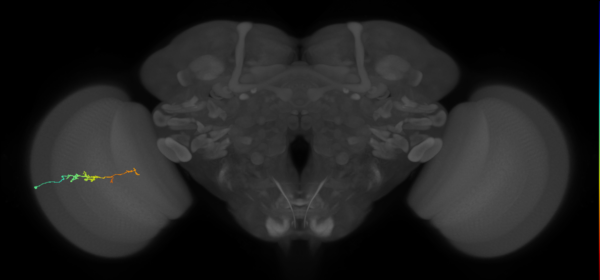 TmY18_L (MaleCNS:165580)