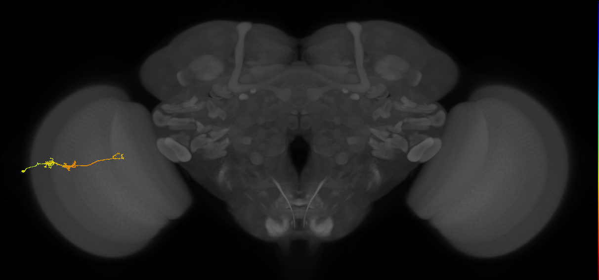 TmY18_L (MaleCNS:107668)