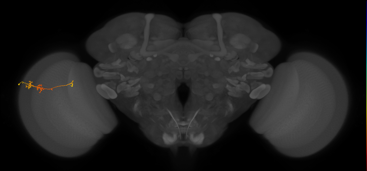 TmY18_L (MaleCNS:116600)