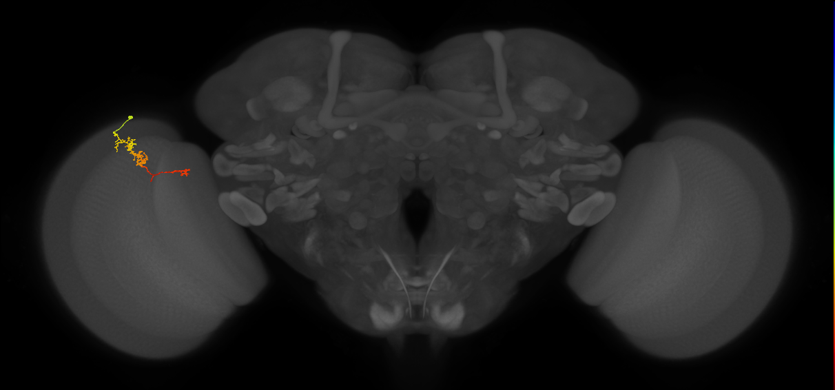 TmY18_L (MaleCNS:112914)
