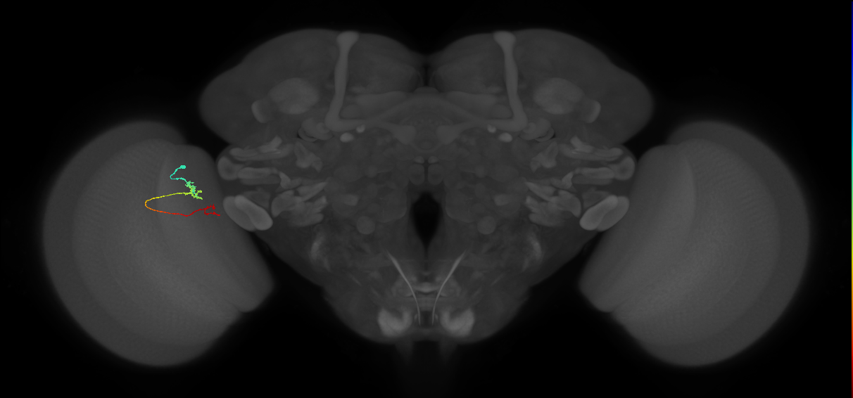 TmY18_L (MaleCNS:149348)