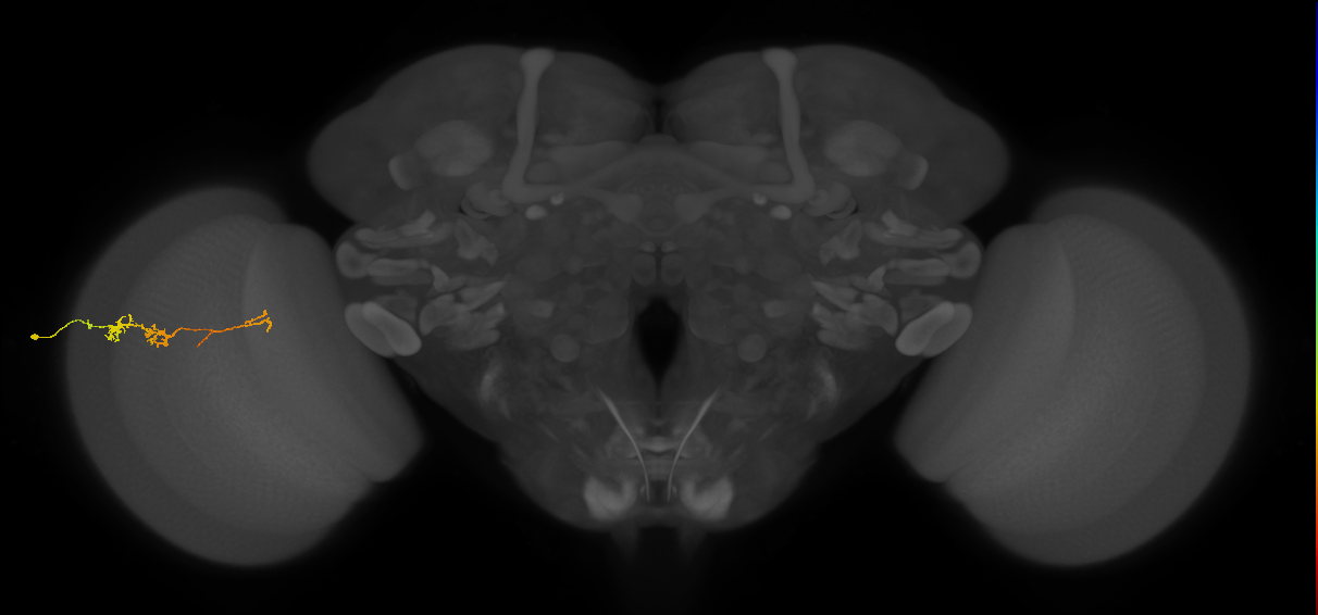 TmY18_L (MaleCNS:102892)