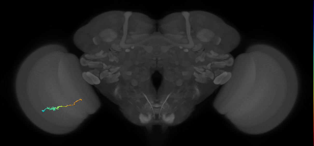 TmY18_L (MaleCNS:126295)