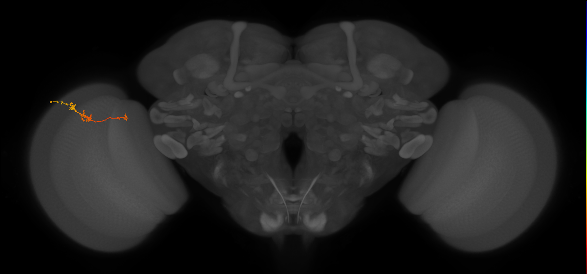 TmY18_L (MaleCNS:165061)
