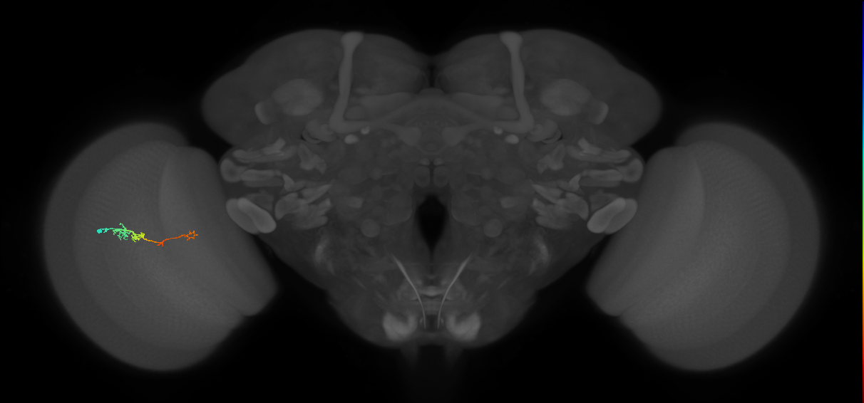 TmY18_L (MaleCNS:120618)