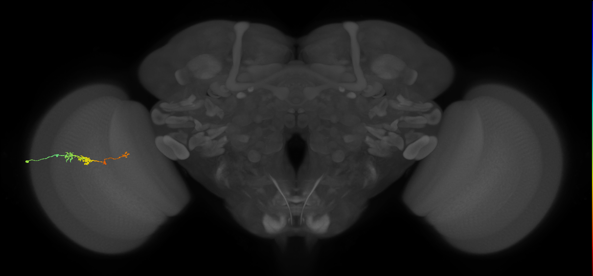TmY18_L (MaleCNS:166337)