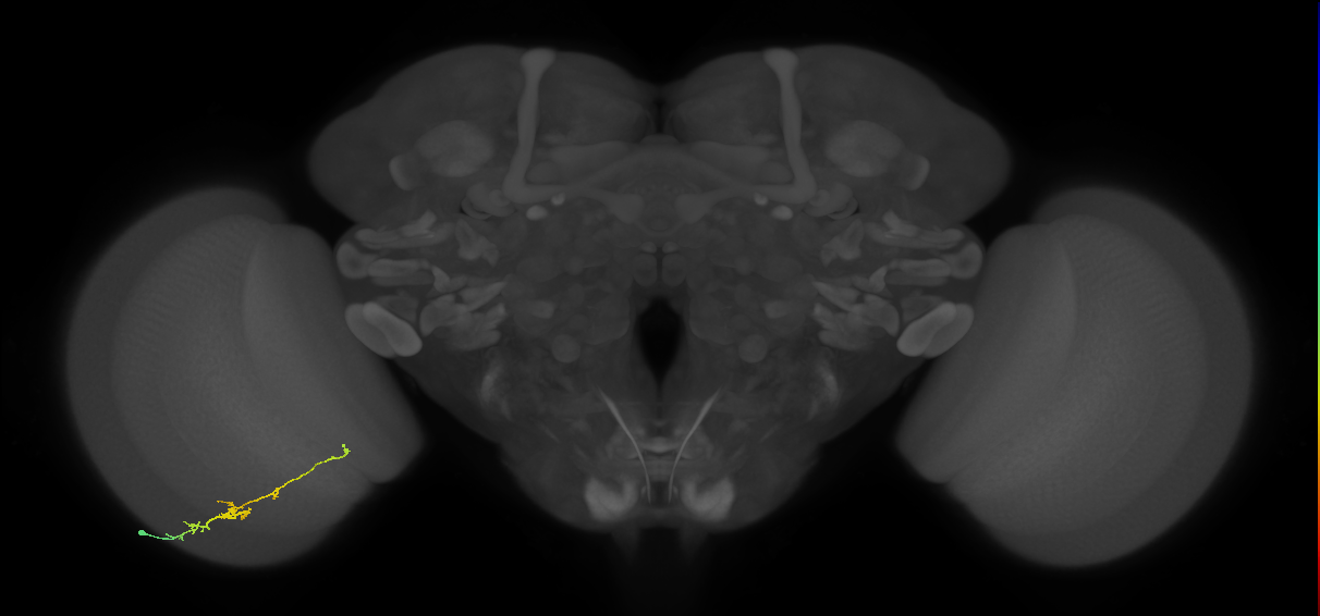 TmY18_L (MaleCNS:115423)