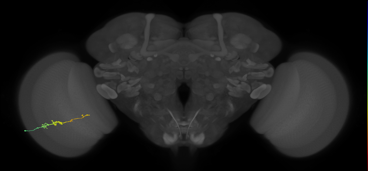 TmY18_L (MaleCNS:128566)