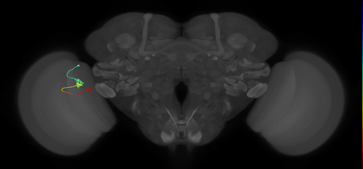 TmY18_L (MaleCNS:167627)