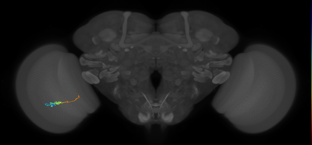 TmY18_L (MaleCNS:168678)
