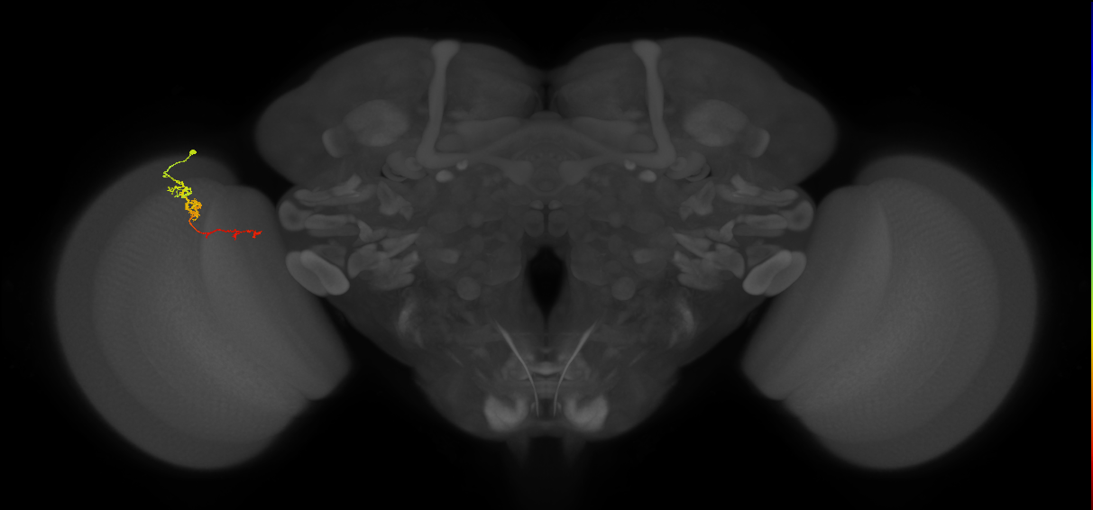 TmY18_L (MaleCNS:109470)