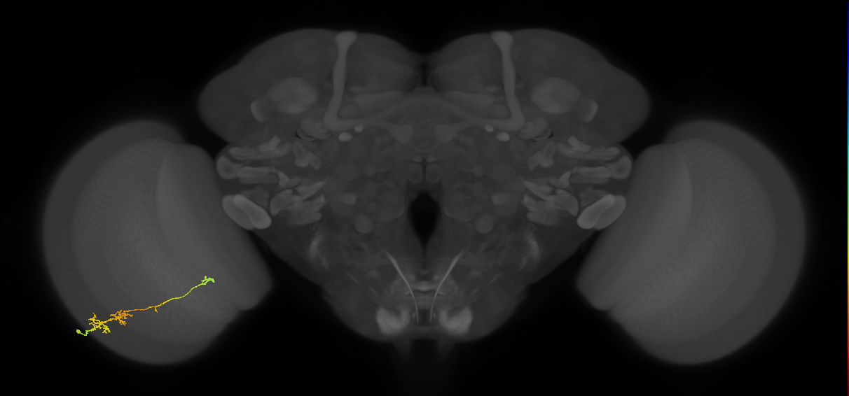 TmY18_L (MaleCNS:100023)