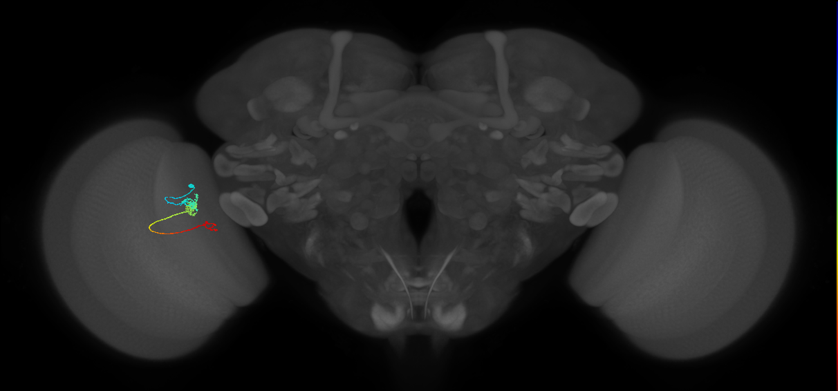 TmY18_L (MaleCNS:160361)