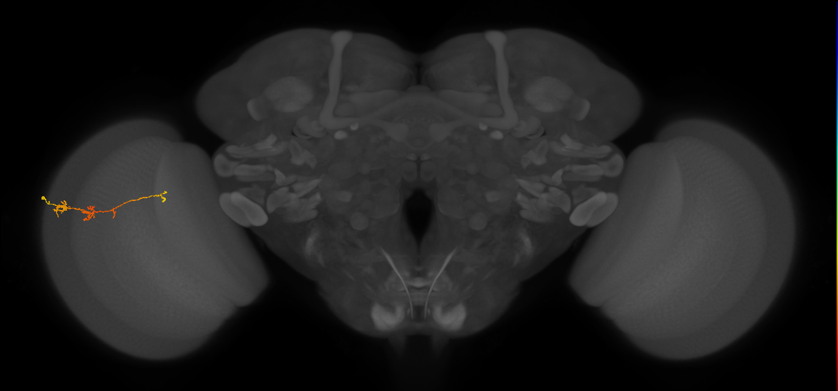 TmY18_L (MaleCNS:115008)