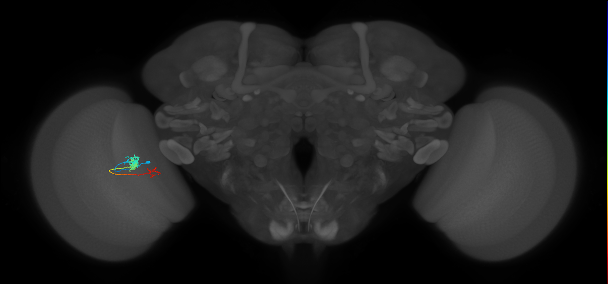 TmY18_L (MaleCNS:154004)