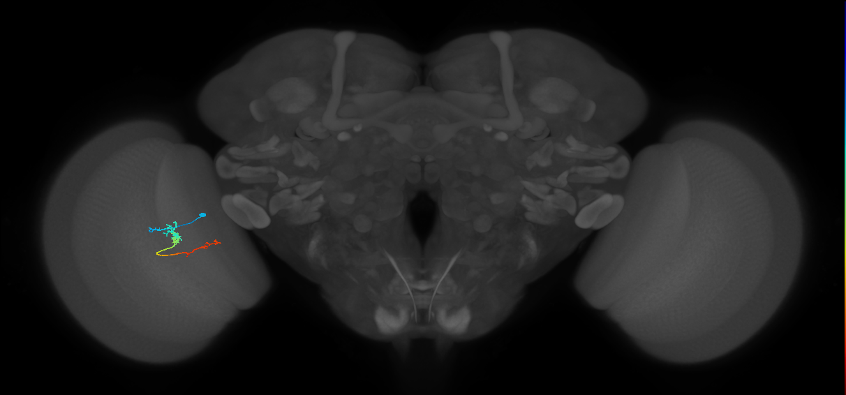 TmY18_L (MaleCNS:149439)