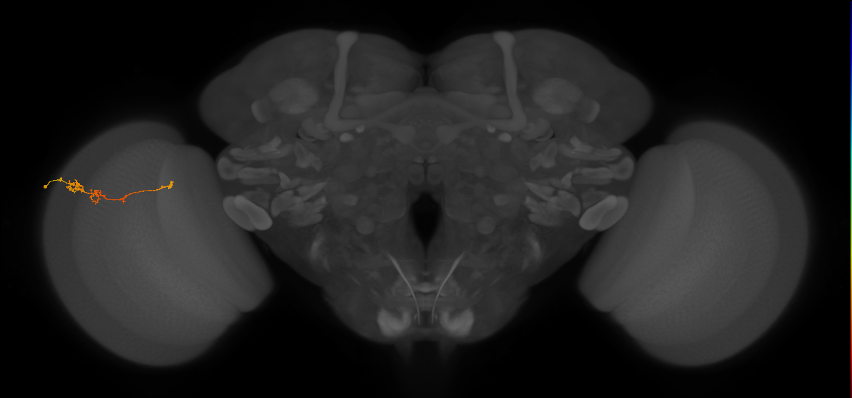 TmY18_L (MaleCNS:120547)