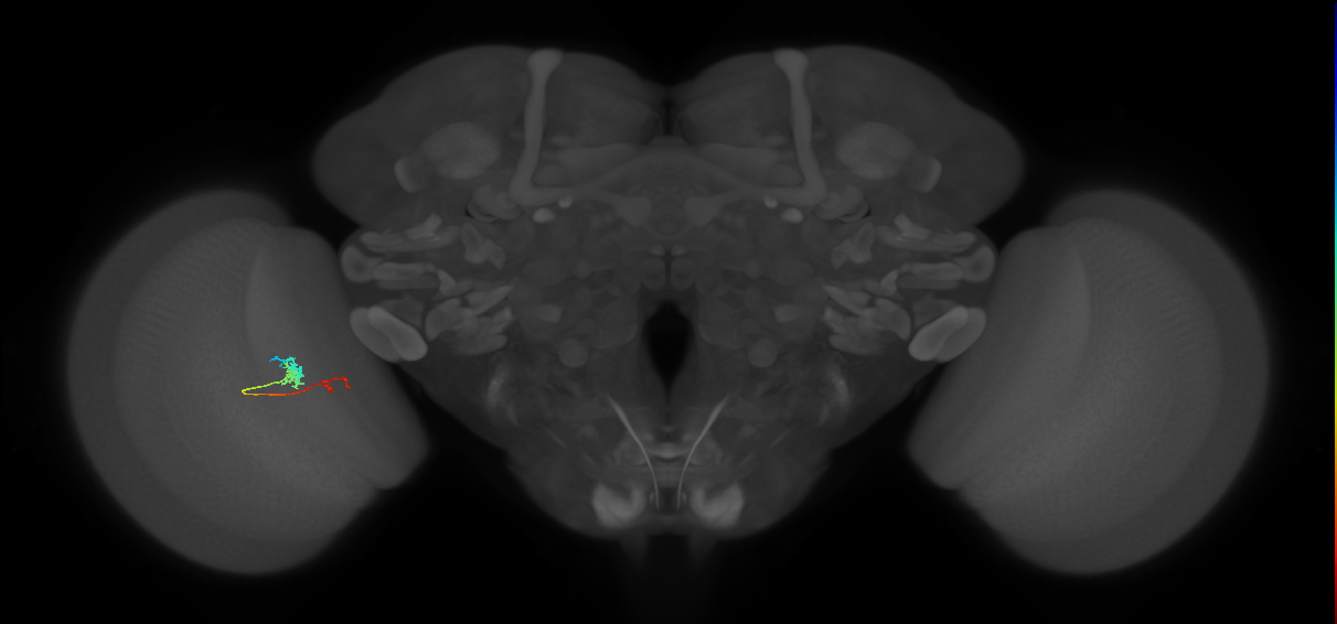 TmY18_L (MaleCNS:167079)