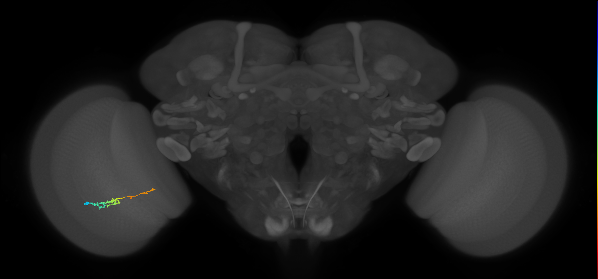 TmY18_L (MaleCNS:127382)