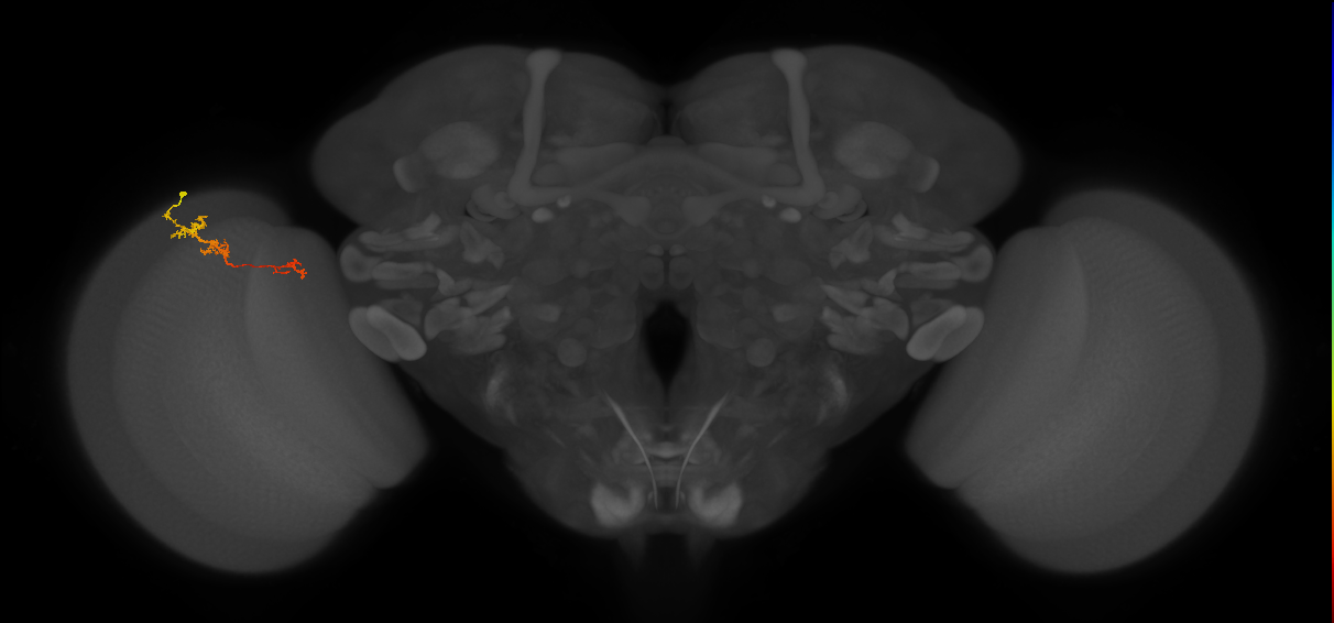 TmY18_L (MaleCNS:111999)