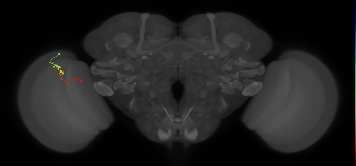 TmY18_L (MaleCNS:121789)
