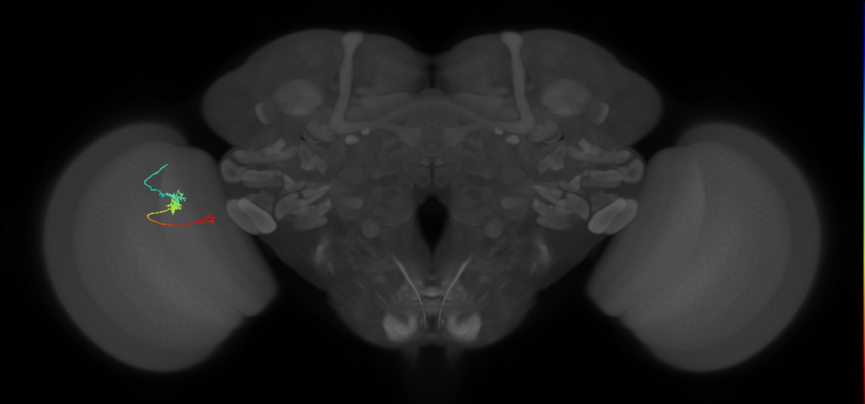 TmY18_L (MaleCNS:169405)