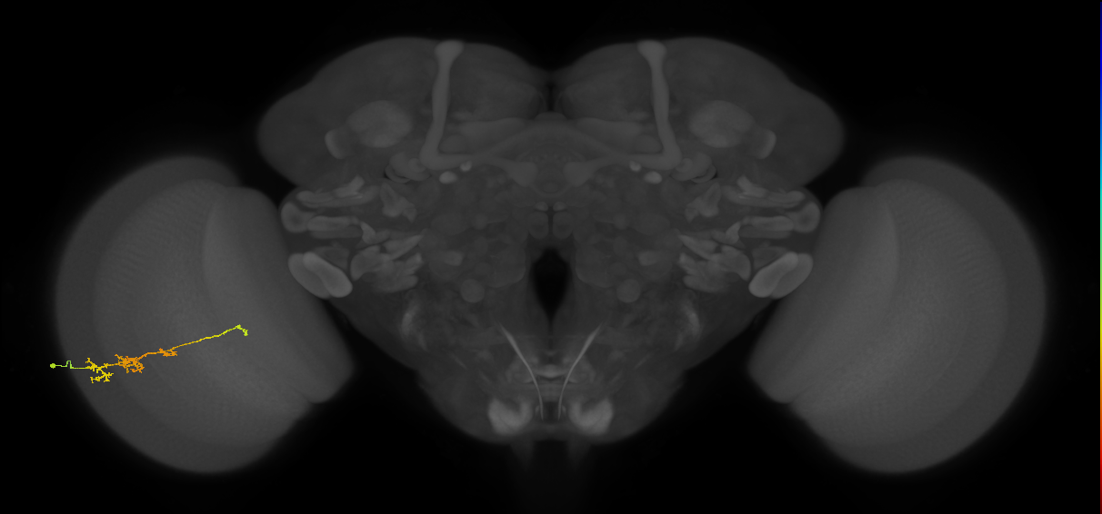 TmY18_L (MaleCNS:156931)