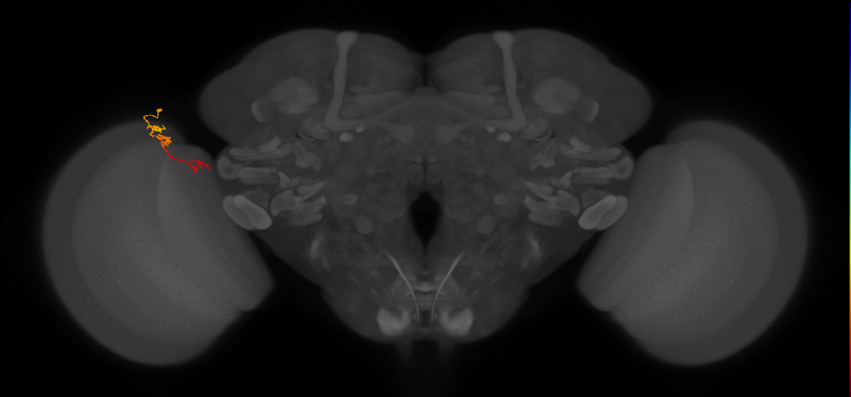 TmY18_L (MaleCNS:164339)