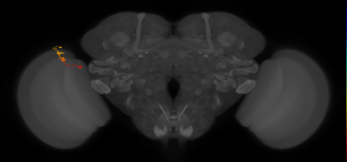 TmY18_L (MaleCNS:129855)
