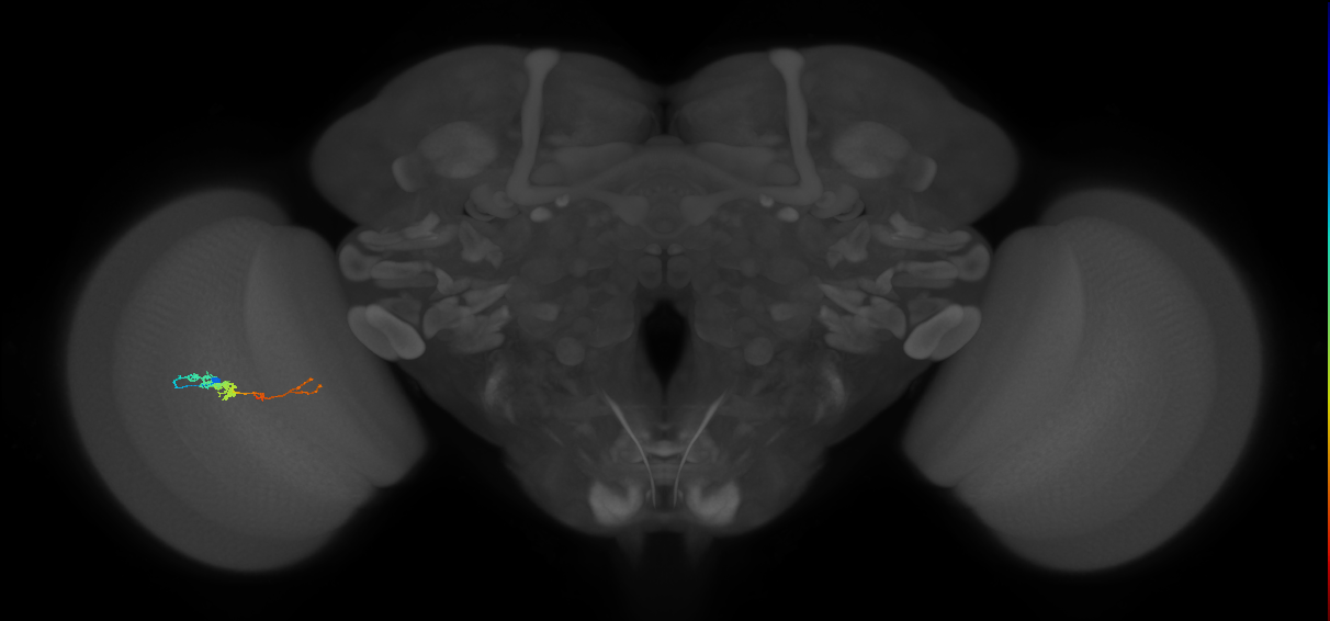 TmY18_L (MaleCNS:159247)