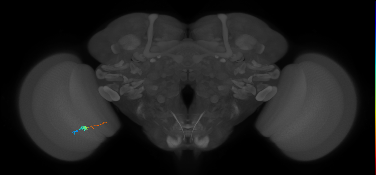 TmY18_L (MaleCNS:120257)