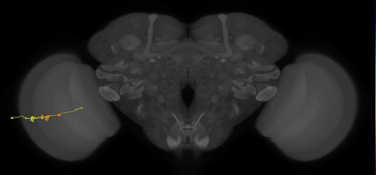 TmY18_L (MaleCNS:102751)