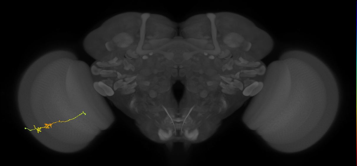 TmY18_L (MaleCNS:171431)