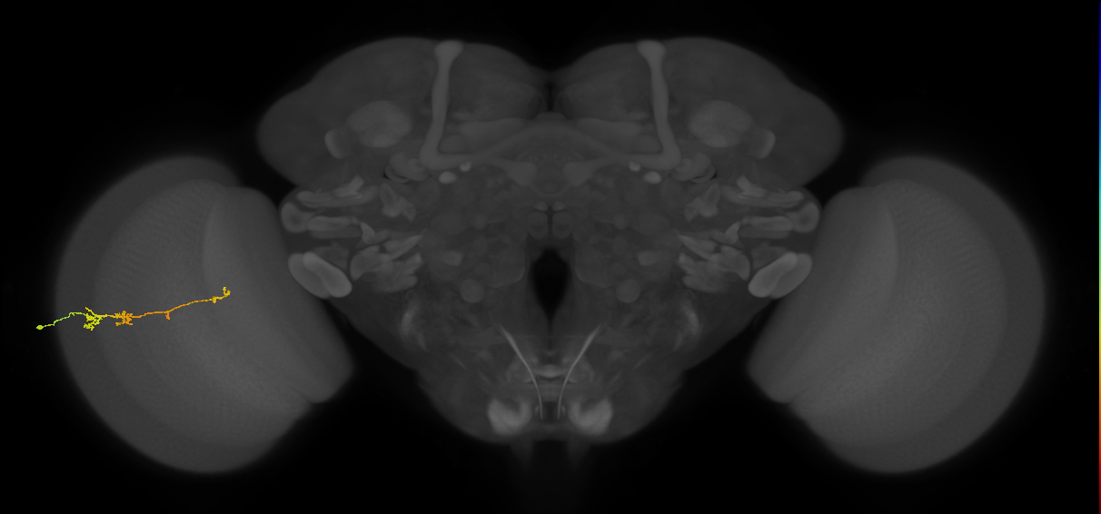 TmY18_L (MaleCNS:116543)