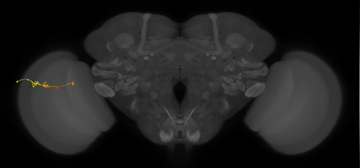 TmY18_L (MaleCNS:126634)