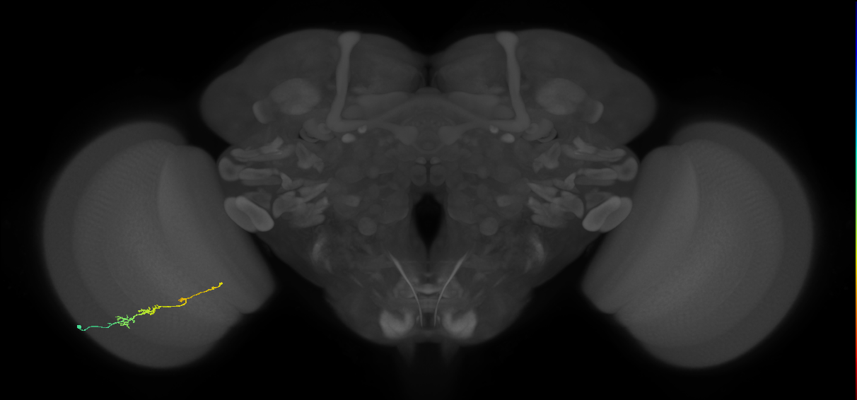 TmY18_L (MaleCNS:166220)