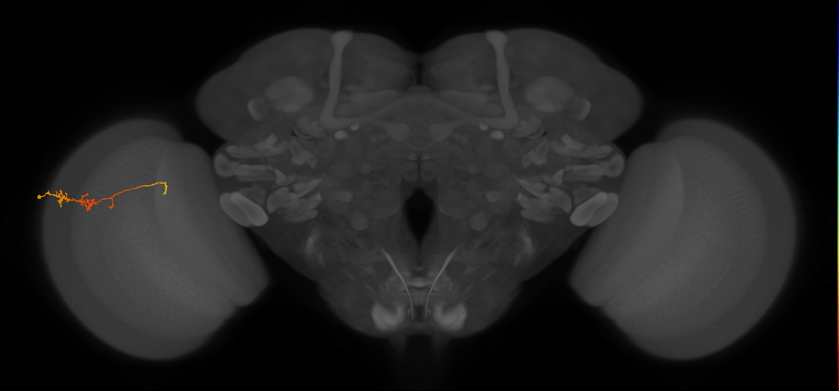 TmY18_L (MaleCNS:109062)
