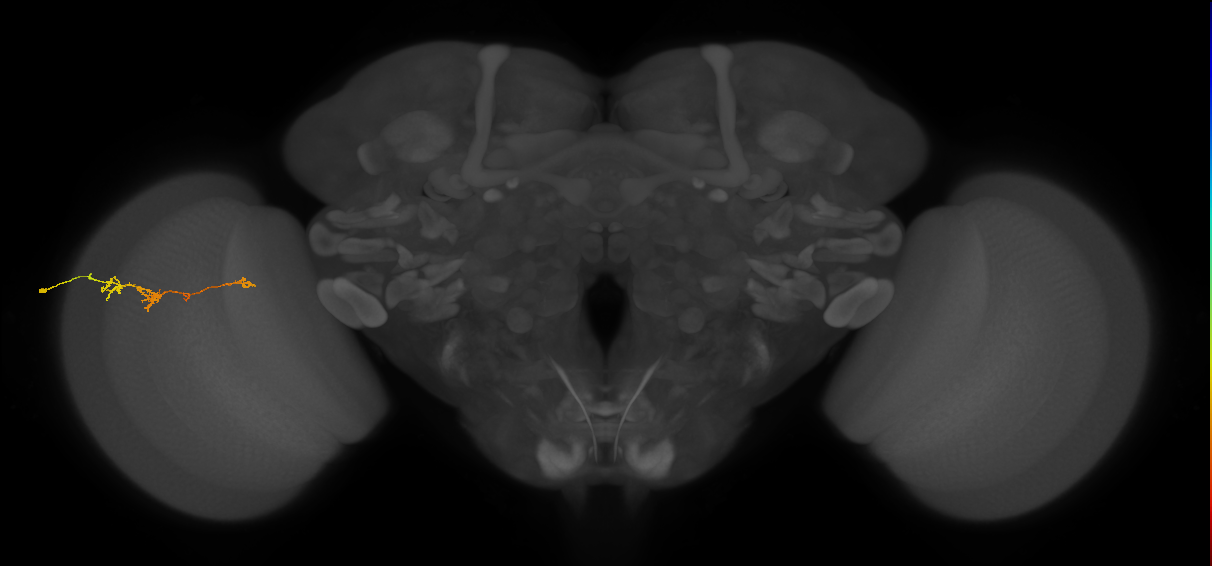 TmY18_L (MaleCNS:127299)