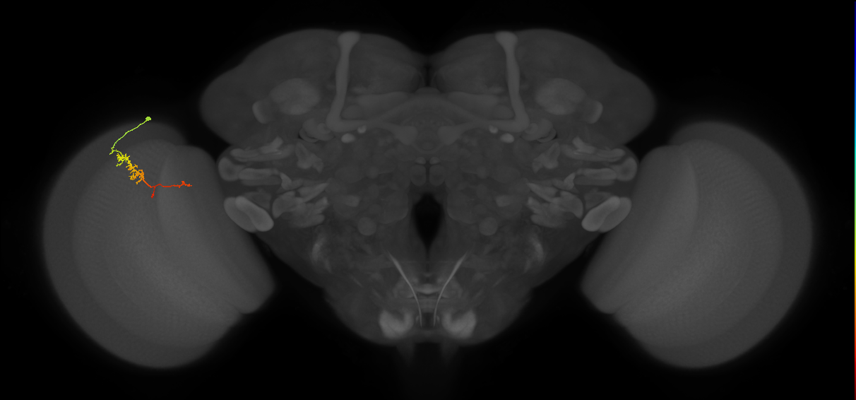 TmY18_L (MaleCNS:163174)