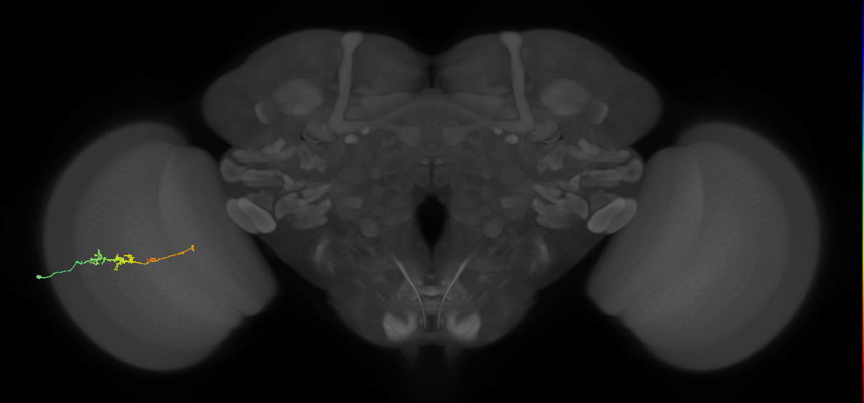 TmY18_L (MaleCNS:115514)