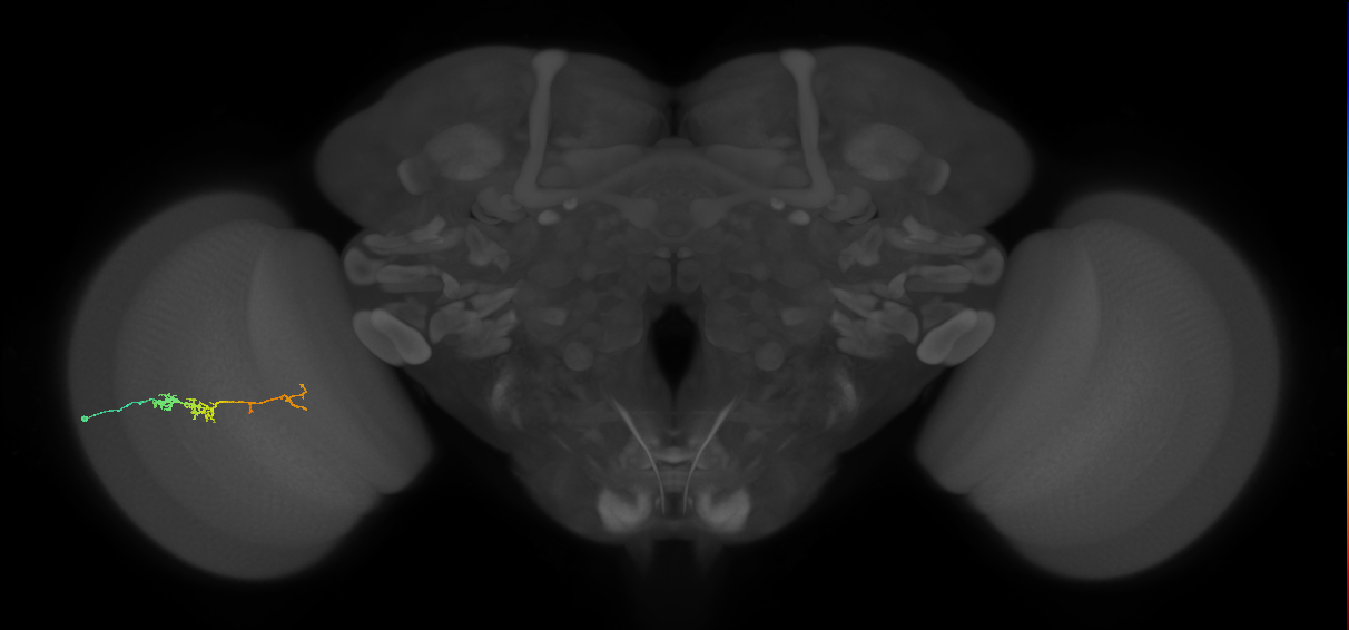 TmY18_L (MaleCNS:166674)