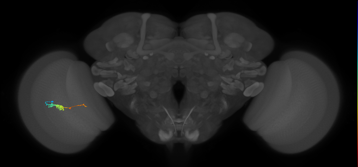 TmY18_L (MaleCNS:119619)