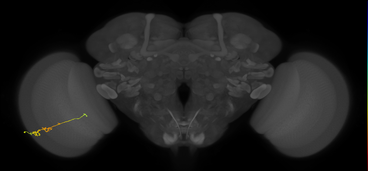 TmY18_L (MaleCNS:115224)