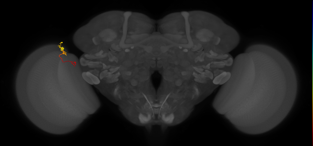 TmY18_L (MaleCNS:174315)