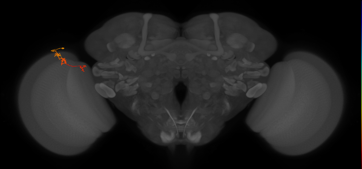 TmY18_L (MaleCNS:155628)