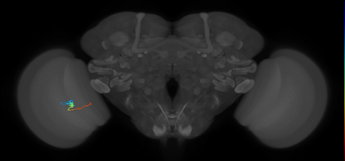 TmY18_L (MaleCNS:125370)