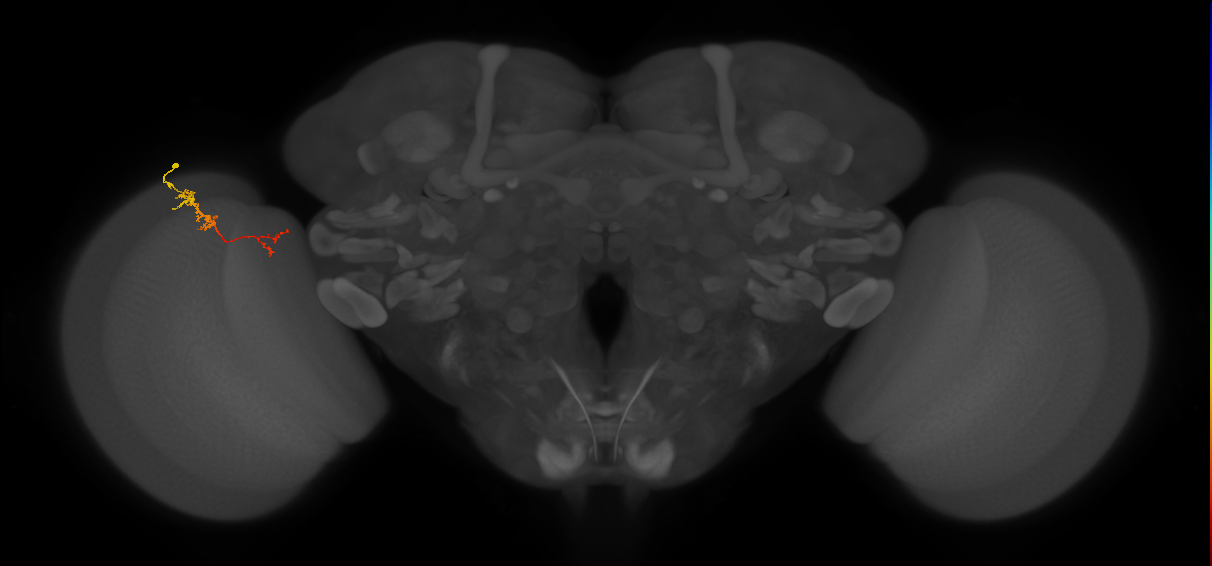 TmY18_L (MaleCNS:153961)