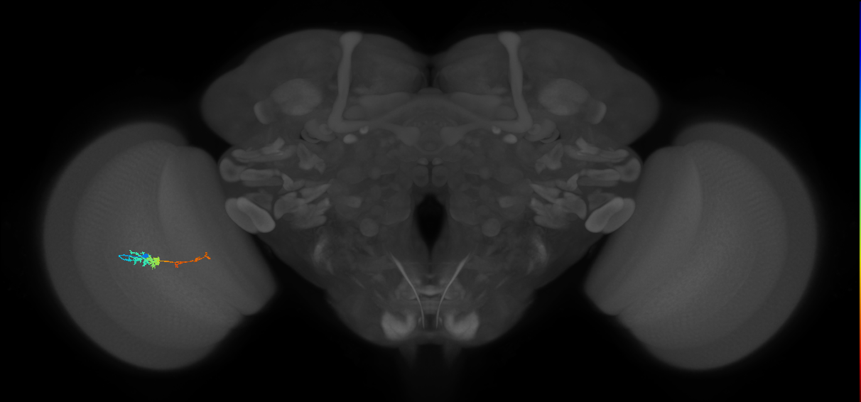 TmY18_L (MaleCNS:102708)