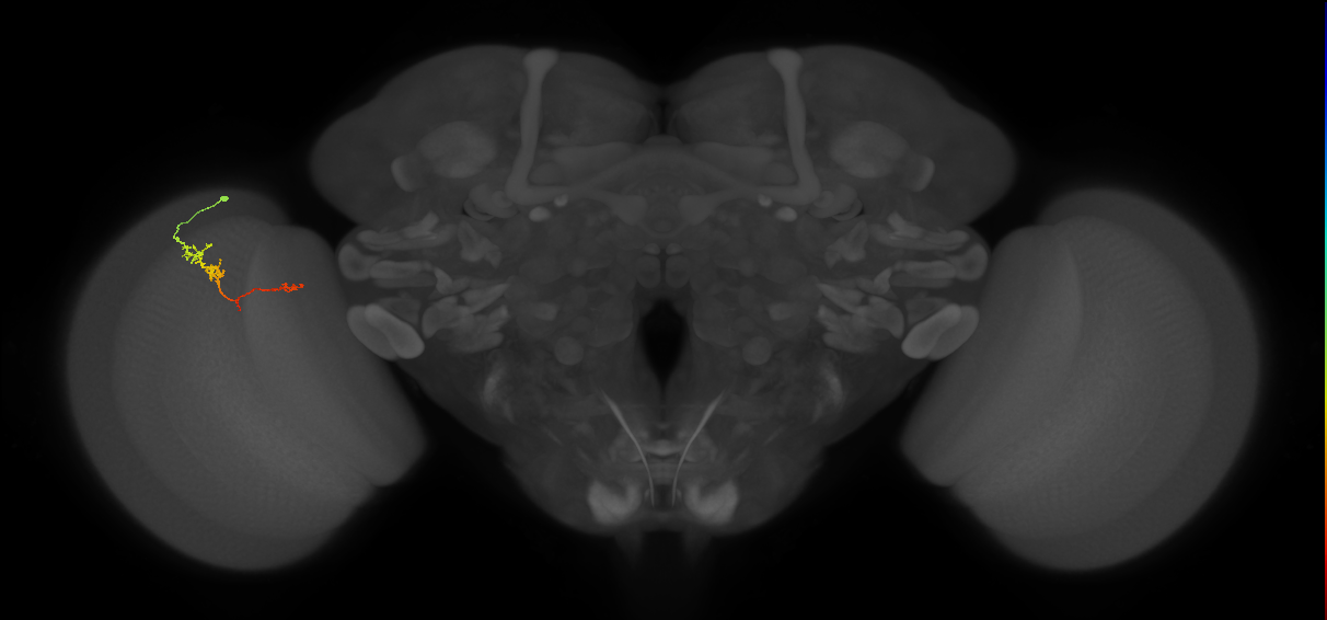 TmY18_L (MaleCNS:122053)
