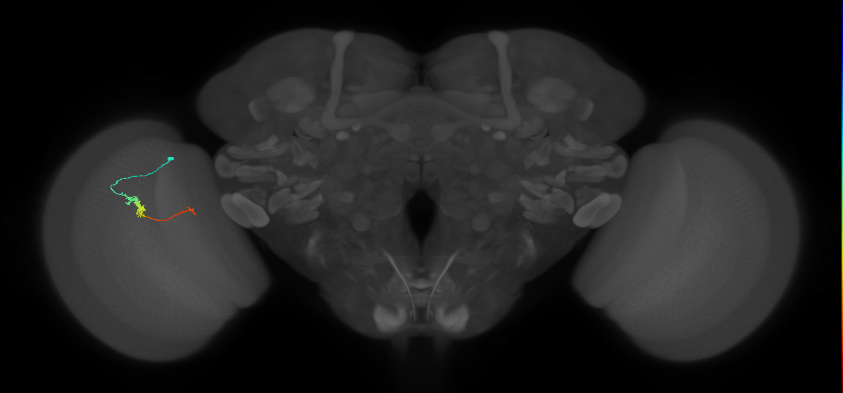 TmY18_L (MaleCNS:163099)